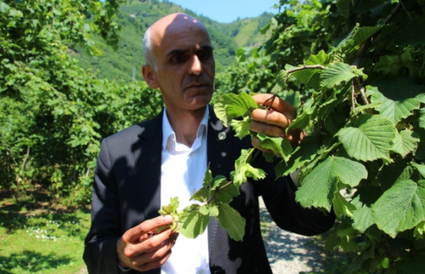 Foto - Köylerde genç kalmadı. Tarlada ve ahırda çalışacak işçi bulunamıyor! Suriyeliler olmasa aç kalacağız