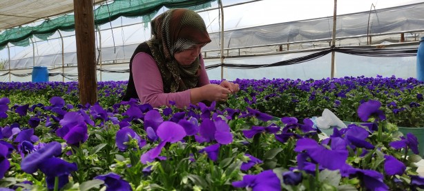 Foto - Köylü kadınların başarısı gıpta ettiriyor! Yılda 6 milyon liralık üretim yapıp yurt dışına ihraç ediyorlar