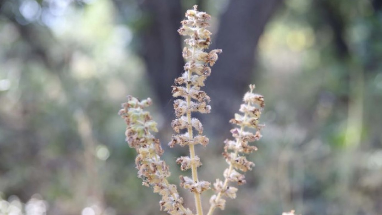 Foto - Köylüler başında nöbet tutuyor! Bu bitkiyi koparan yandı