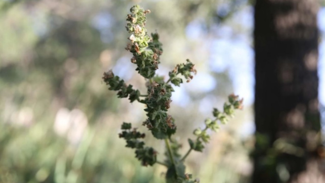Foto - Köylüler başında nöbet tutuyor! Bu bitkiyi koparan yandı
