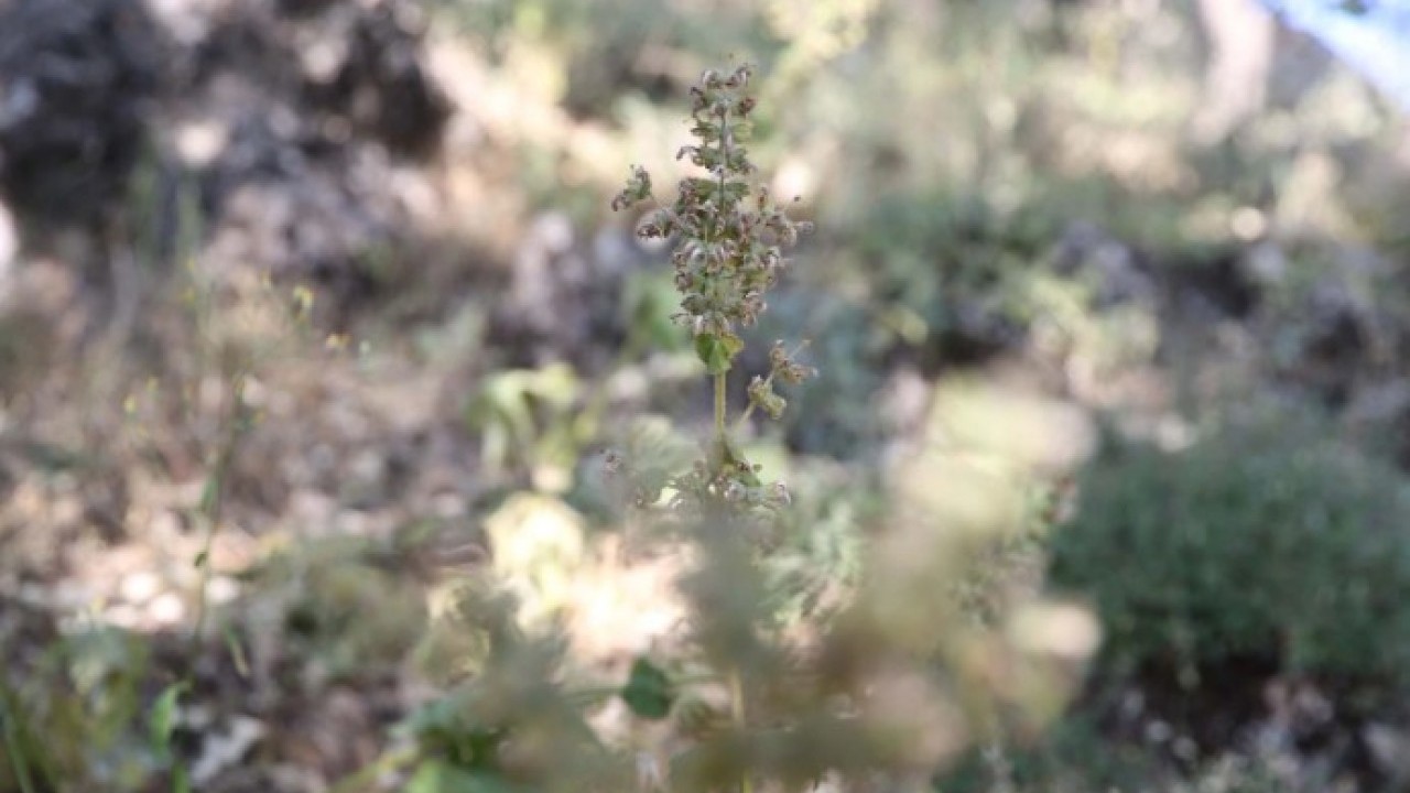 Foto - Köylüler başında nöbet tutuyor! Bu bitkiyi koparan yandı