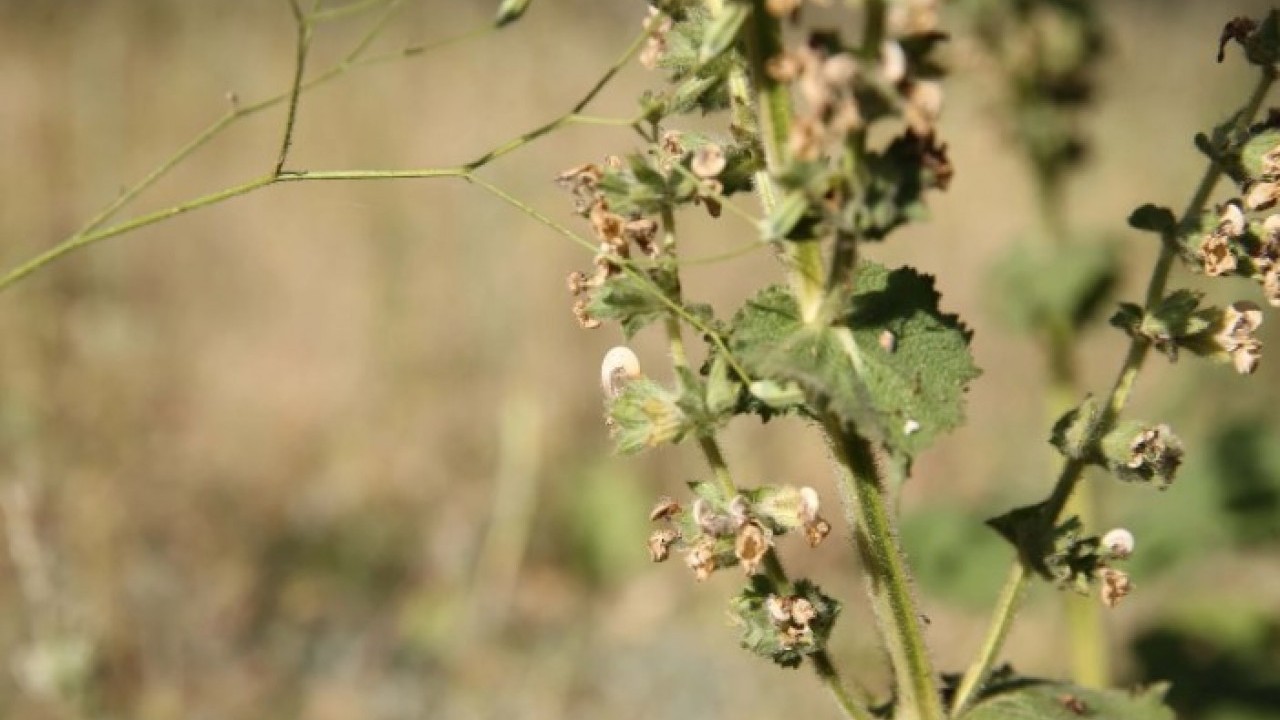 Köylüler başında nöbet tutuyor! Bu bitkiyi koparan yandı