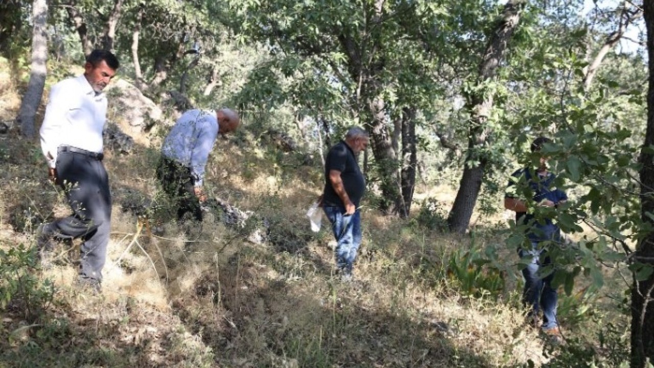 Foto - Köylüler başında nöbet tutuyor! Bu bitkiyi koparan yandı