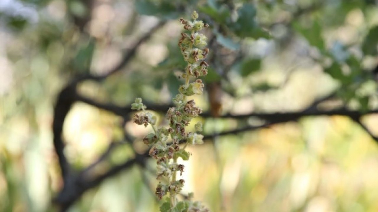 Foto - Köylüler başında nöbet tutuyor! Bu bitkiyi koparan yandı