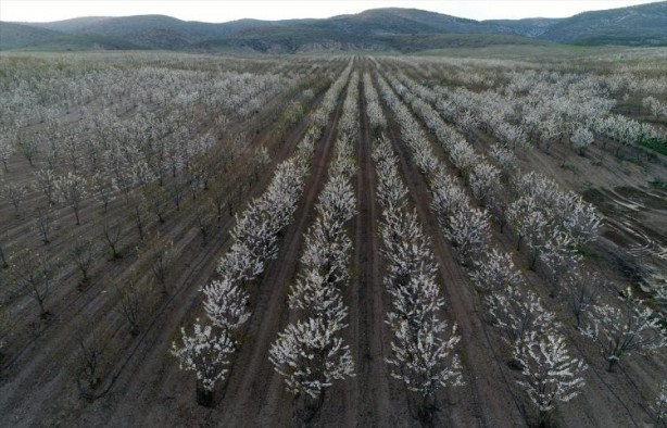 Foto - Köylüler bir araya geldiler ve işsizliği çözdüler