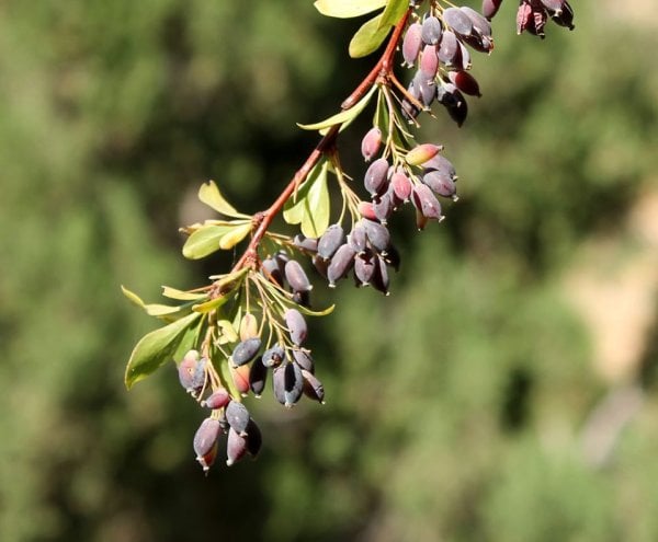 Foto - Köylüler çuval çuval bu bitkiyi topluyor! Dikeni bile şifa saçıyor! Lösemi, şeker, tansiyon… Ne varsa, alayının kökünü yazıyor
