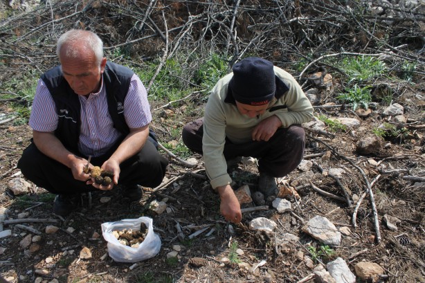 Foto - Köylüler her yerde onu arıyor! 5 gram altın değerinde, bulan zengin oluyor