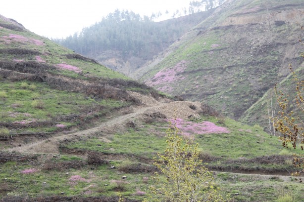Foto - Köylüler her yerde onu arıyor! 5 gram altın değerinde, bulan zengin oluyor