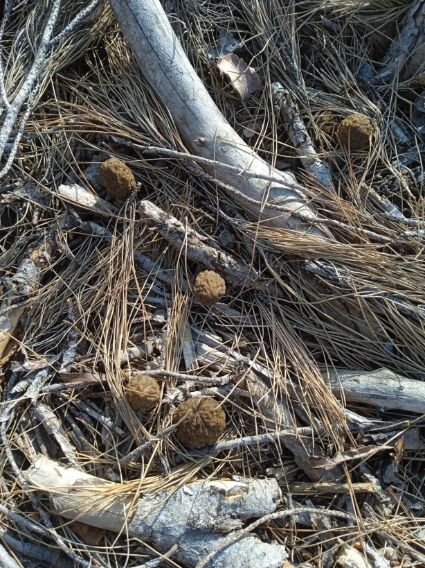 Foto - Köylüler her yerde onu arıyor! 5 gram altın değerinde, bulan zengin oluyor