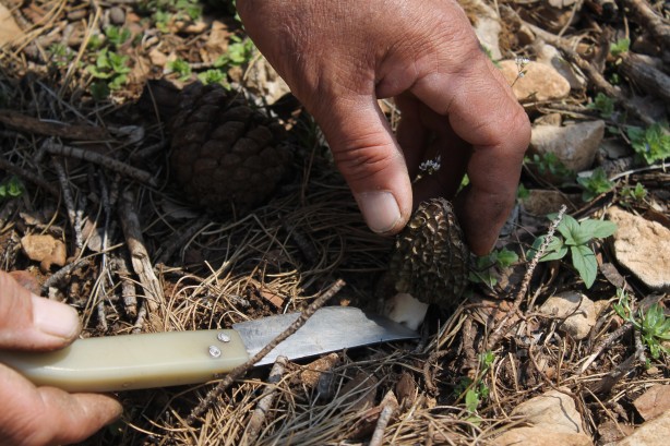 Foto - Köylüler her yerde onu arıyor! 5 gram altın değerinde, bulan zengin oluyor