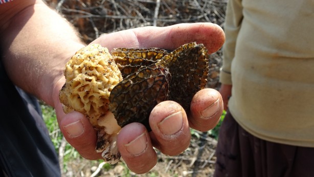Foto - Köylüler her yerde onu arıyor! 5 gram altın değerinde, bulan zengin oluyor