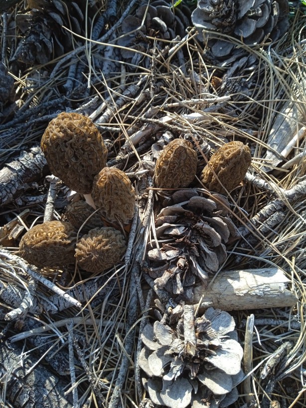 Foto - Köylüler her yerde onu arıyor! 5 gram altın değerinde, bulan zengin oluyor