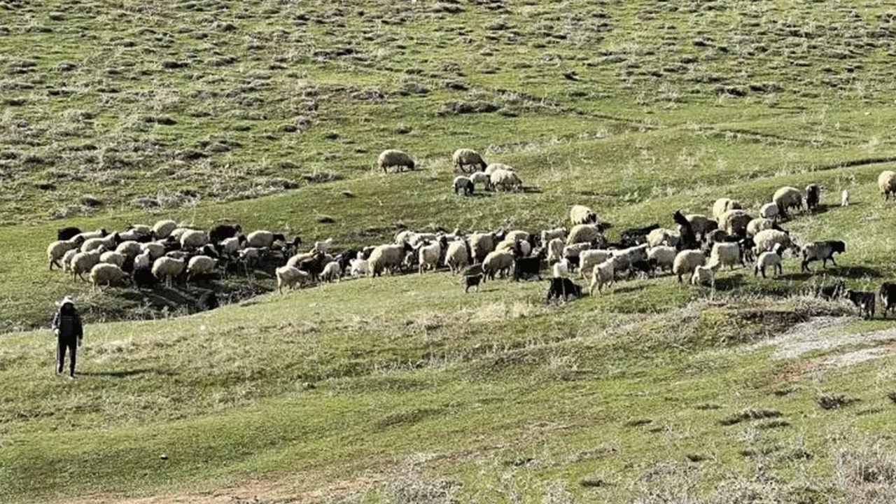 Foto - Köylüler ne yapacaklarını şaşırdı: Tamı tamına 70 bin lira!