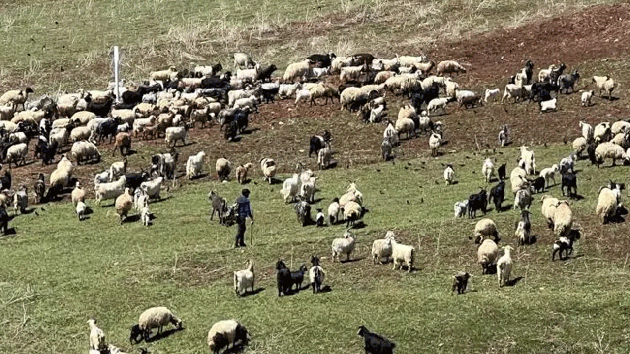 Foto - Köylüler ne yapacaklarını şaşırdı: Tamı tamına 70 bin lira!