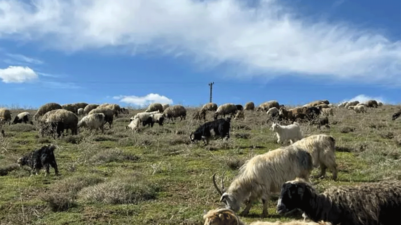Foto - Köylüler ne yapacaklarını şaşırdı: Tamı tamına 70 bin lira!