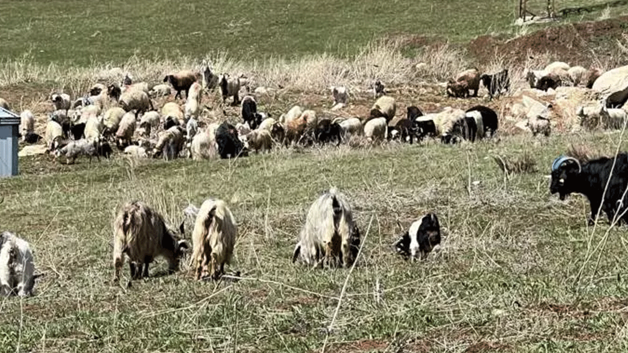 Foto - Köylüler ne yapacaklarını şaşırdı: Tamı tamına 70 bin lira!