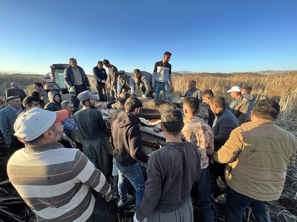Foto - Köylüler yaralı inek için seferber oldu! 1 kilometrelik yolu 8 saatte aldılar