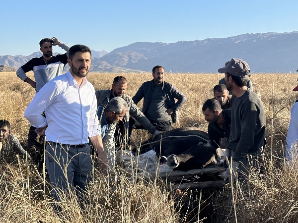 Foto - Köylüler yaralı inek için seferber oldu! 1 kilometrelik yolu 8 saatte aldılar