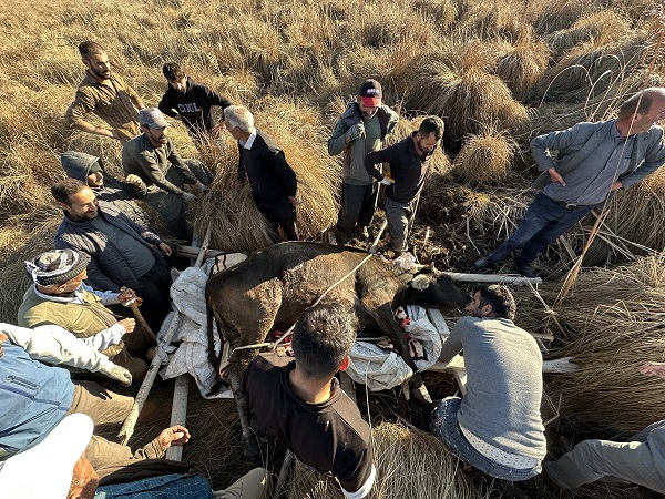 Foto - Köylüler yaralı inek için seferber oldu! 1 kilometrelik yolu 8 saatte aldılar