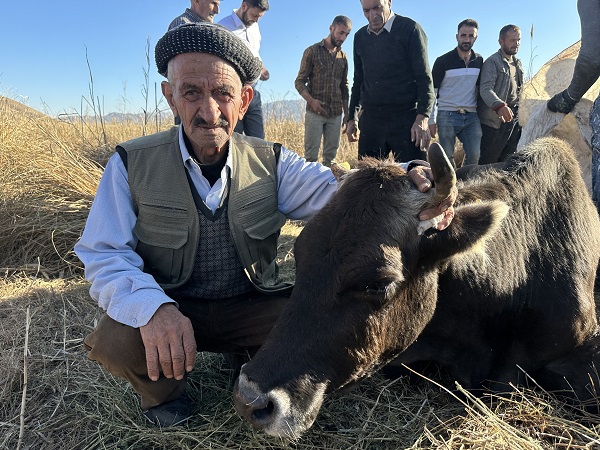 Foto - Köylüler yaralı inek için seferber oldu! 1 kilometrelik yolu 8 saatte aldılar
