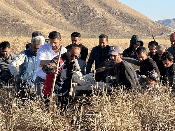 Köylüler yaralı inek için seferber oldu! 1 kilometrelik yolu 8 saatte aldılar