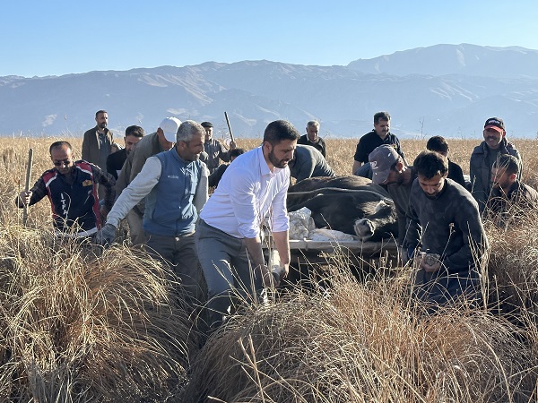 Foto - Köylüler yaralı inek için seferber oldu! 1 kilometrelik yolu 8 saatte aldılar