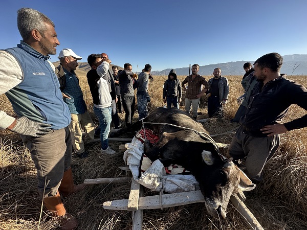 Foto - Köylüler yaralı inek için seferber oldu! 1 kilometrelik yolu 8 saatte aldılar