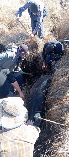 Foto - Köylüler yaralı inek için seferber oldu! 1 kilometrelik yolu 8 saatte aldılar