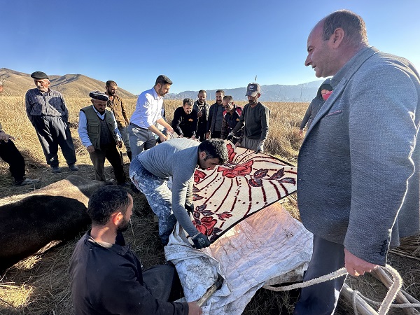 Foto - Köylüler yaralı inek için seferber oldu! 1 kilometrelik yolu 8 saatte aldılar