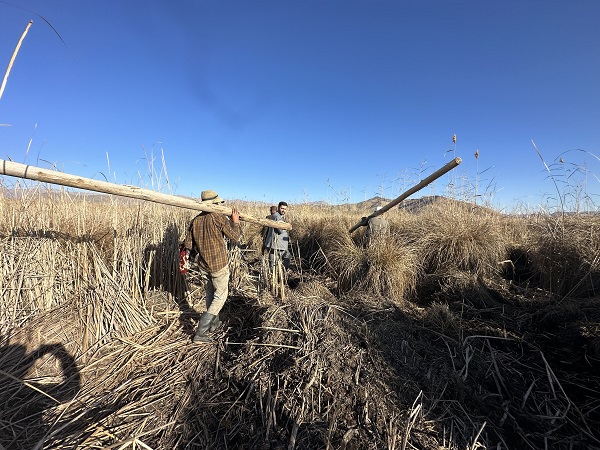 Foto - Köylüler yaralı inek için seferber oldu! 1 kilometrelik yolu 8 saatte aldılar