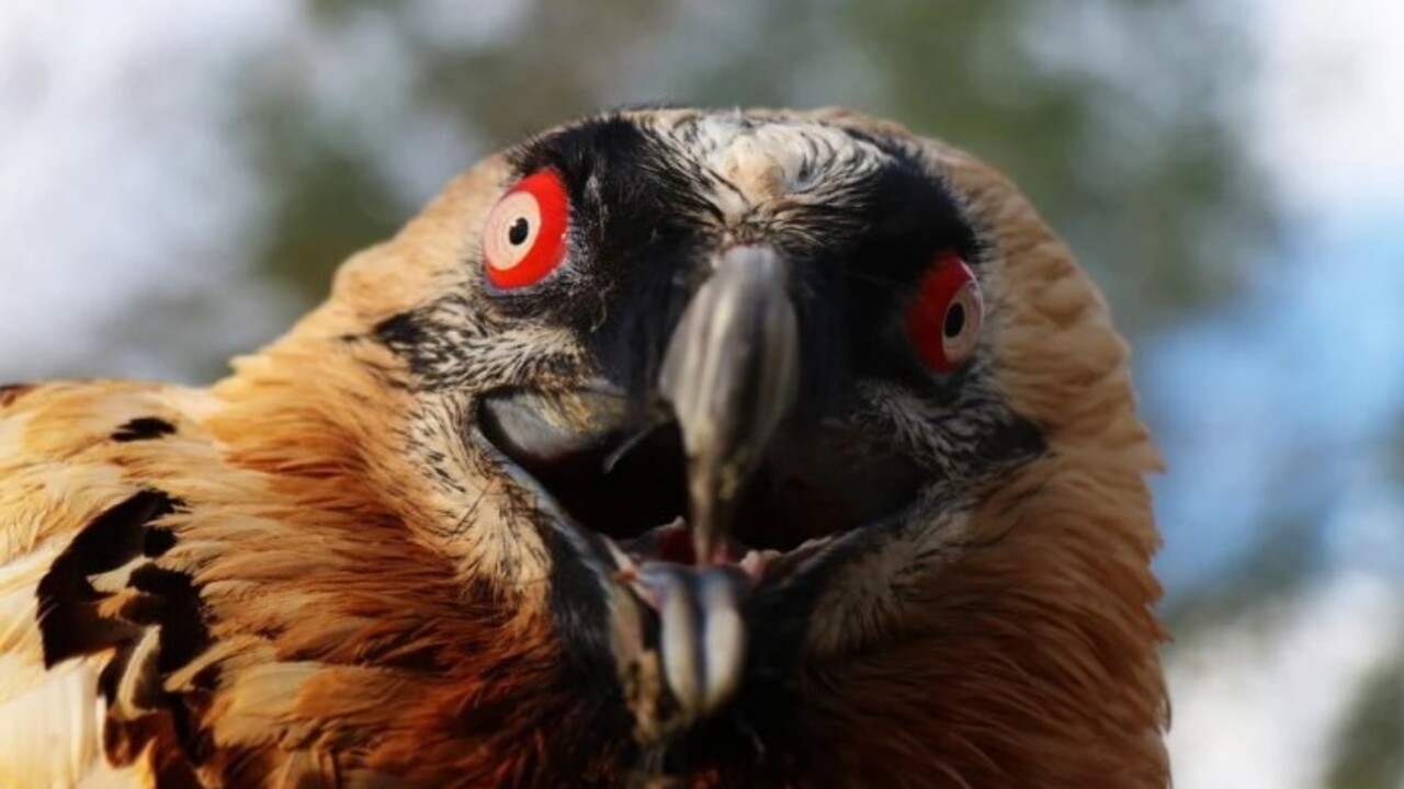 Foto - Köylüler yaralı olarak buldu! Türkiye'de nadir görülen o hayvan bakın hangi ilimizde ortaya çıktı
