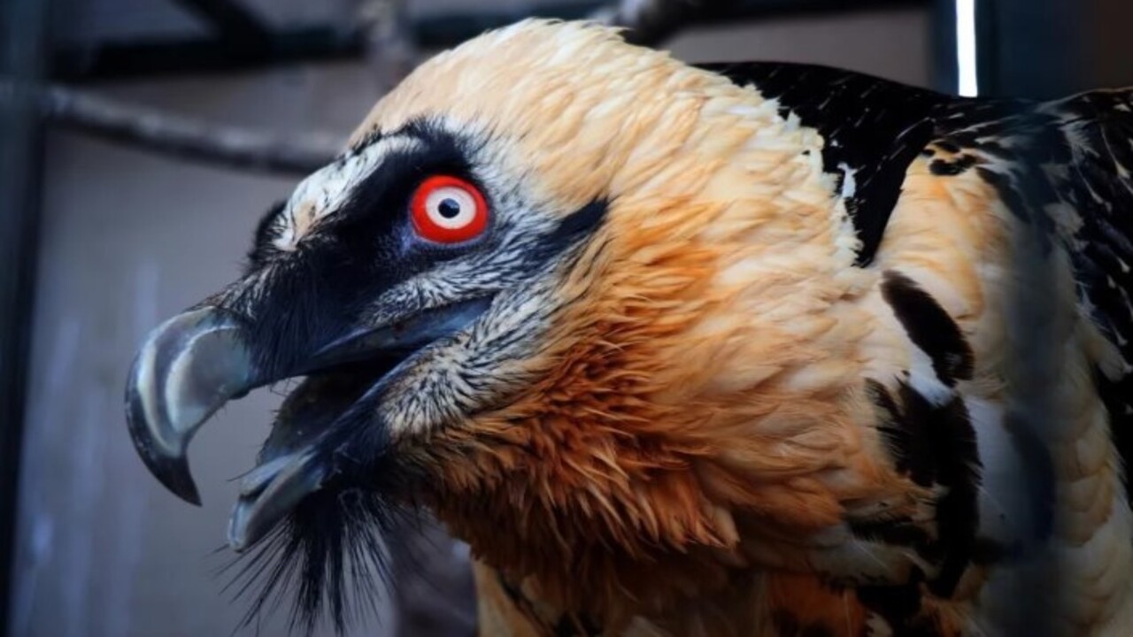 Köylüler yaralı olarak buldu! Türkiye'de nadir görülen o hayvan bakın hangi ilimizde ortaya çıktı