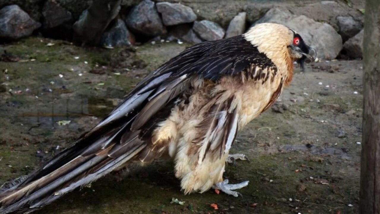 Foto - Köylüler yaralı olarak buldu! Türkiye'de nadir görülen o hayvan bakın hangi ilimizde ortaya çıktı