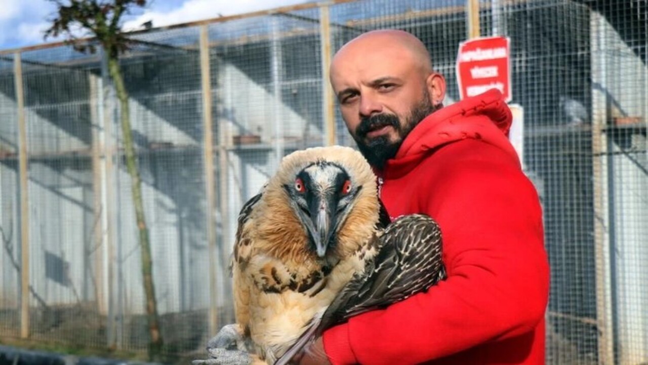 Foto - Köylüler yaralı olarak buldu! Türkiye'de nadir görülen o hayvan bakın hangi ilimizde ortaya çıktı