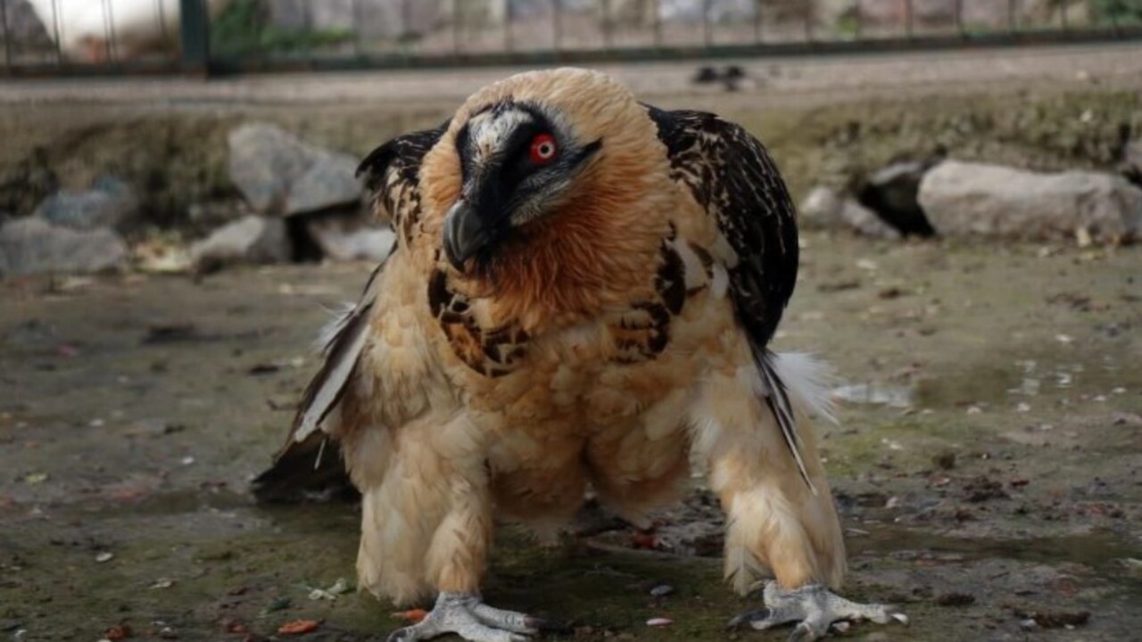 Foto - Köylüler yaralı olarak buldu! Türkiye'de nadir görülen o hayvan bakın hangi ilimizde ortaya çıktı