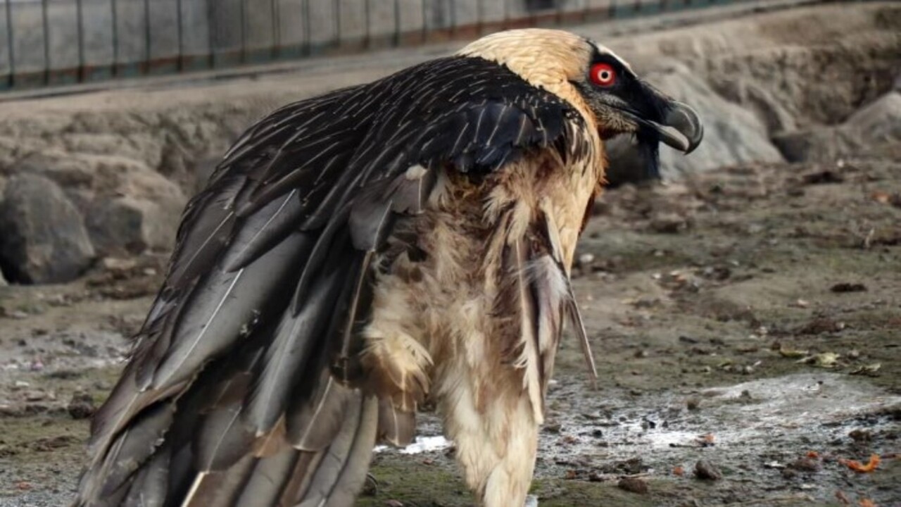 Foto - Köylüler yaralı olarak buldu! Türkiye'de nadir görülen o hayvan bakın hangi ilimizde ortaya çıktı
