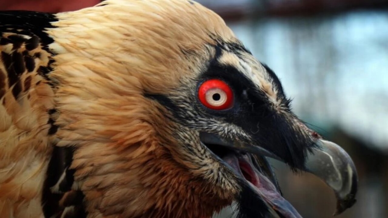Foto - Köylüler yaralı olarak buldu! Türkiye'de nadir görülen o hayvan bakın hangi ilimizde ortaya çıktı