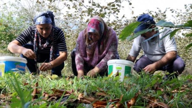 Foto - Köylülerin gelir kapısı oldu, Kazdağları'nda yetişiyor! Günlük 250 lira kazanan var