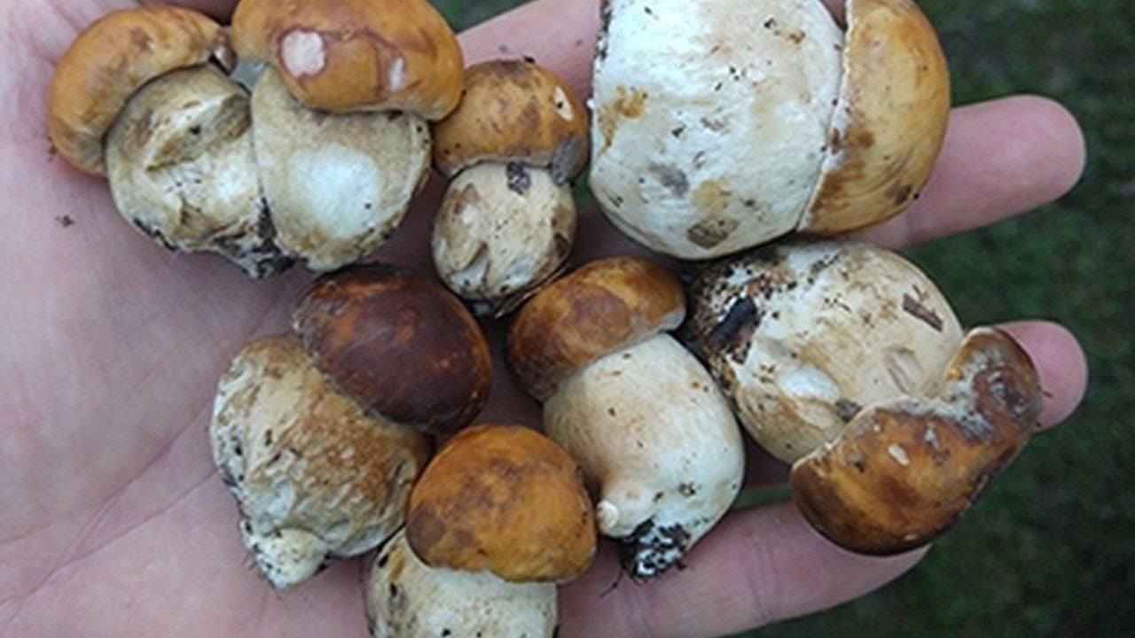 Foto - Köylünün yeni servet kapısı açıldı! Dağlardan bedava toplayıp kilosunu tam 1200 liraya satıyorlar