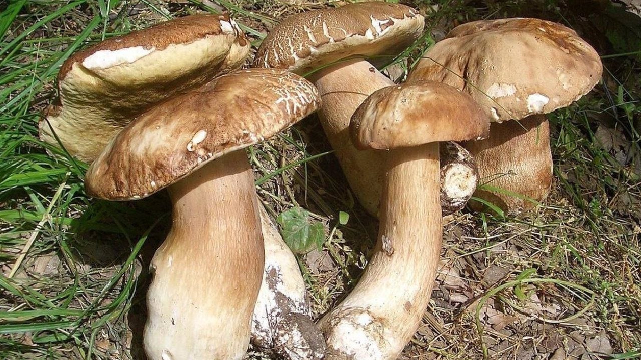 Foto - Köylünün yeni servet kapısı açıldı! Dağlardan bedava toplayıp kilosunu tam 1200 liraya satıyorlar