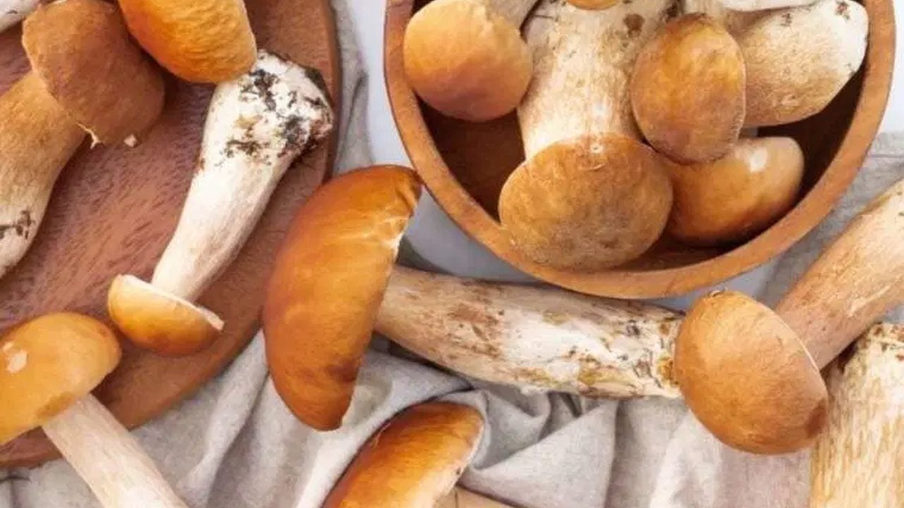 Foto - Köylünün yeni servet kapısı açıldı! Dağlardan bedava toplayıp kilosunu tam 1200 liraya satıyorlar