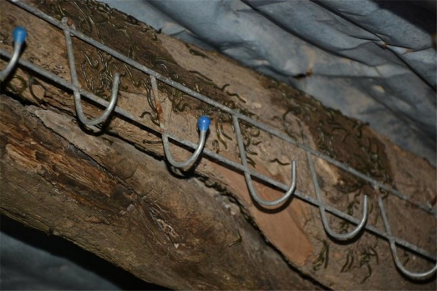 Foto - Köyü istila ettiler!