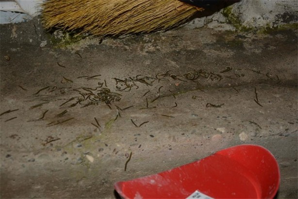 Foto - Köyü istila ettiler!