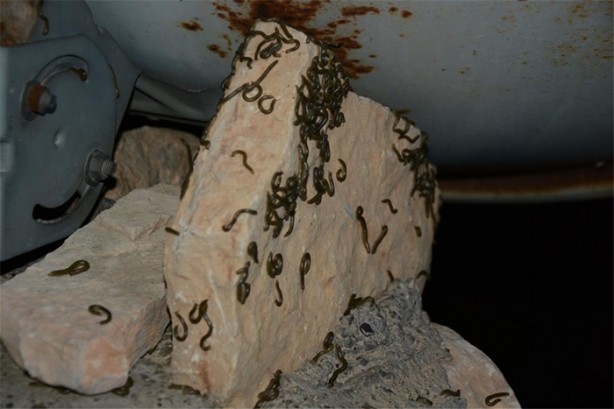 Foto - Köyü istila ettiler!