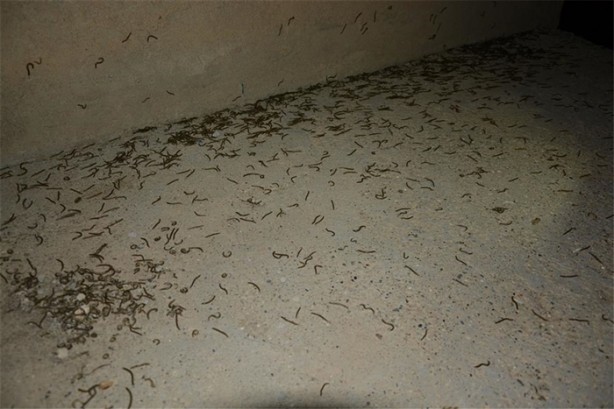 Foto - Köyü istila ettiler!