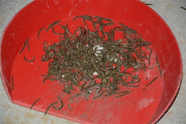 Köyü istila ettiler!