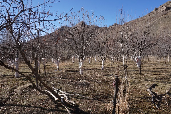 Foto - Köyü tavşanlar bastı! 24 saat ağaç başında nöbet tutuyorlar