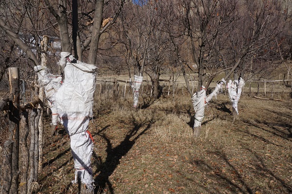 Foto - Köyü tavşanlar bastı! 24 saat ağaç başında nöbet tutuyorlar