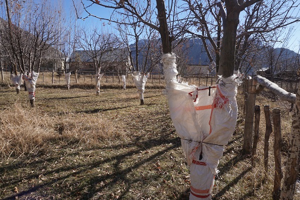 Foto - Köyü tavşanlar bastı! 24 saat ağaç başında nöbet tutuyorlar