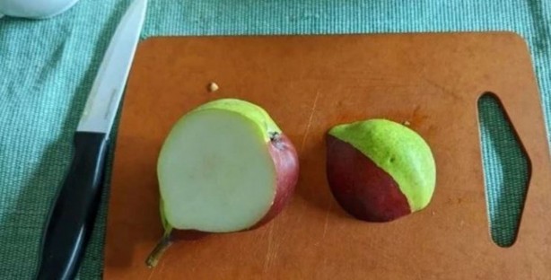 Foto - Köyün bahçesine armut toplamaya gitmişti! Gördüğü manzara karşısında hayatının şokunu yaşadı! Dünyayı hayrete düşüren olay